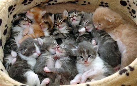 Remember animals are tougher than we are and it may seem like they are playing to rough. Litter of kitties... oh my god (With images) | Crazy cats ...
