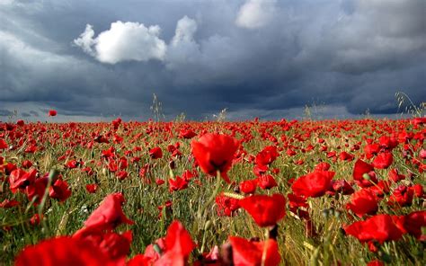 Red Poppy Clouds Under Cloudy Sky Hd Wallpaper Wallpaper Flare