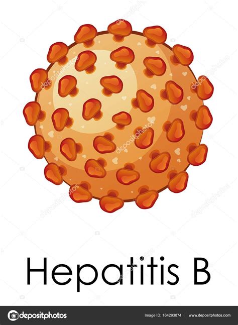 People pass the hepatitis b virus to each other through infected blood and body fluids such as semen, vaginal secretions, and saliva. Imágenes: hepatitis b animadas | Virus de la hepatitis B ...