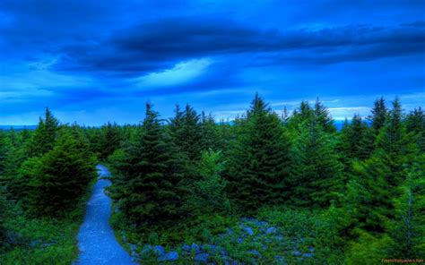 Green Pine Trees Trees Grass Forest Hd Wallpaper Wall