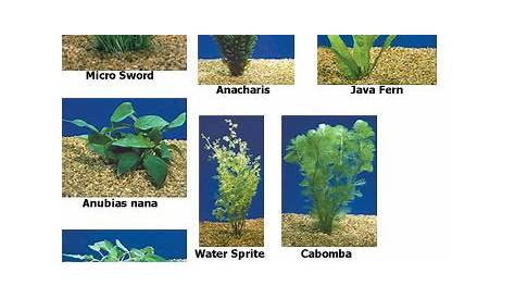 Aquatic Plant: List Of Aquatic Plant