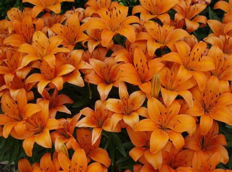 Orange Lily Tiger Flowers Free Photo On Pixabay Pixabay