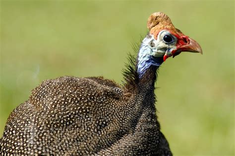 Helmeted Guinea Fowl Close Up Member Of A Small Group Of G Flickr