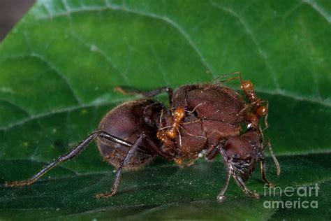 Leaf Cutter Ants Queen Mice