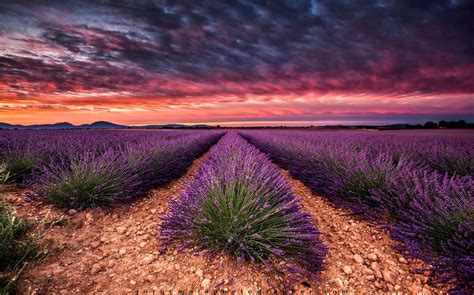 🇫🇷 Sunrise Over Lavender Field Provence France By Jorge Maia On