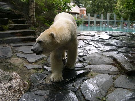 Free Images Wildlife Zoo Mammal Fauna Polar Bear Vertebrate