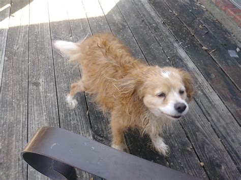I Caught My Dog Roxie Mid Shake After Her Bath Ifttt2uvpvjz