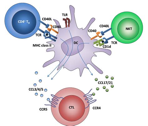 Figure 1 From Chemokines A New Dendritic Cell Signal For T Cell