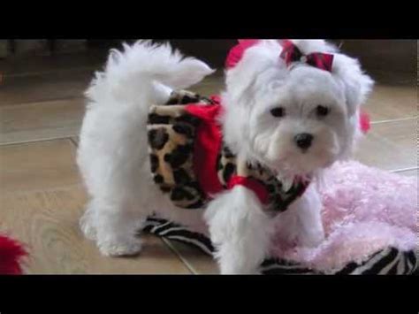 They both come in toy groups; Teacup Maltese ADORABLE LOVING LORI! Dallas Texas Maltese ...