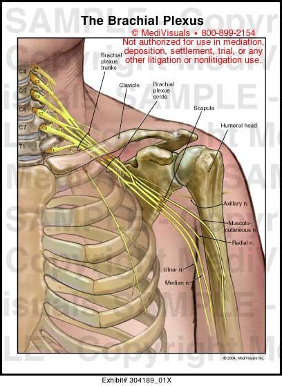 Medivisuals The Brachial Plexus Medical Illustration