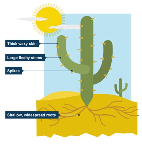 A cactus plant only three feet tall may have roots spreading out to a length of ten feet across. Winter storm safety rules, how do cacti store water ...