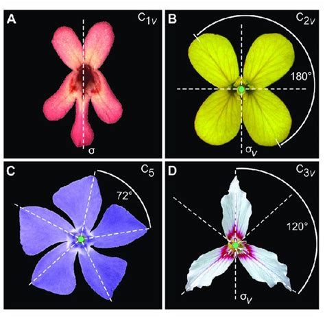 Pdf A Step By Step Guide For Geometric Morphometrics Of Floral Symmetry