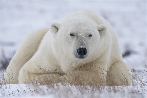Vip Polar Bear Photography Expedition In Churchill Canada Big Fish