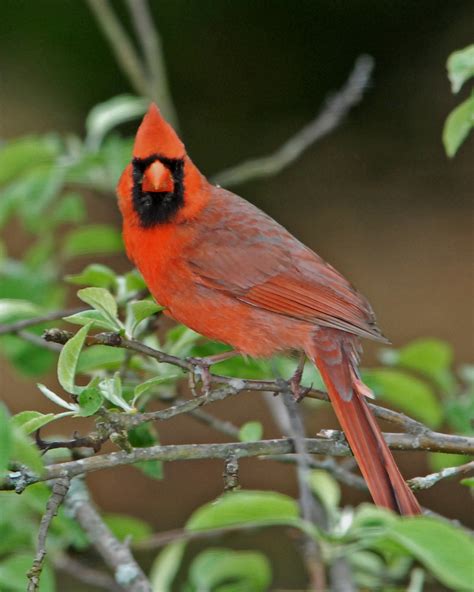 Northern Cardinal Cardinalis Cardinalis Northern Cardina Flickr