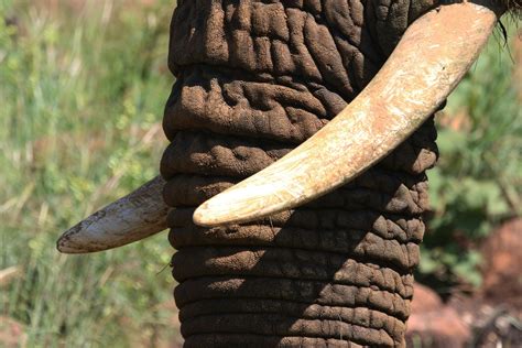 Close Up Photo Of Elephant Tusk · Free Stock Photo
