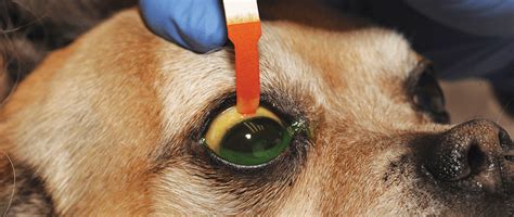 Can A Dogs Eye Ulcer Heal On Its Own