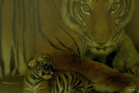 Newborn Tiger Cubs To Make Public Debut At Taiping Zoo And