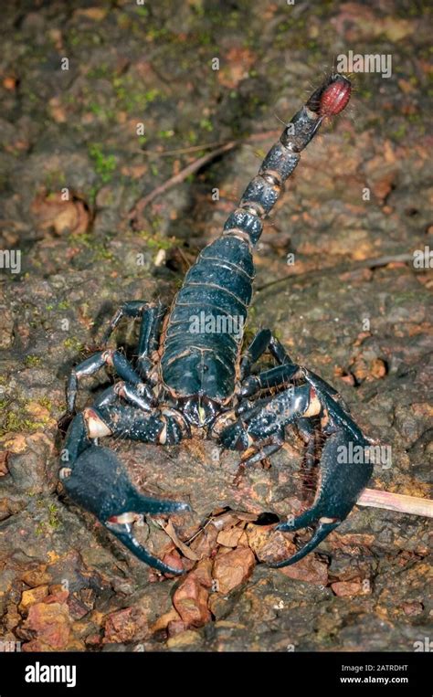 Giant Forest Scorpion Heterometrus Sp Western Ghats Aka Sahyadri