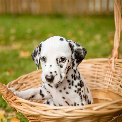 How Much Does A Dalmatian Cost The Average Price In 2023