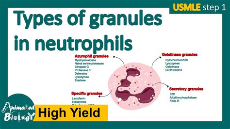 Types Of Granules In Neutrophils Neutrophis Primary Vs Secondary
