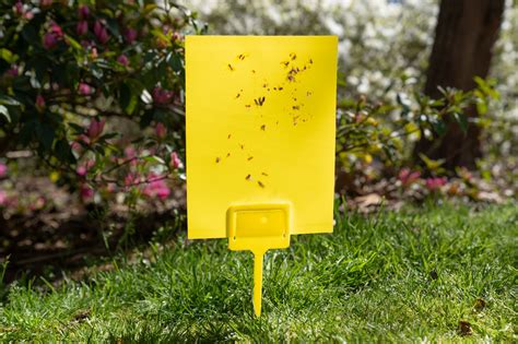 The 5 Best Fly Traps 2022 Review This Old House