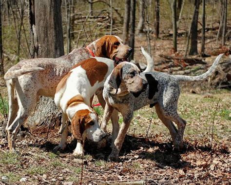 American English Coonhound Characteristics And Character Dogs Breeds