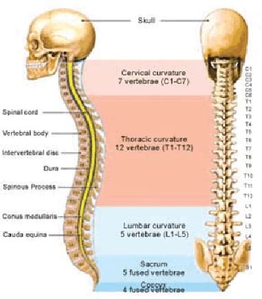 These 5 vertebrae in the lower back that create a concave curvature. Diagram of Vertebral column showing different parts and ...