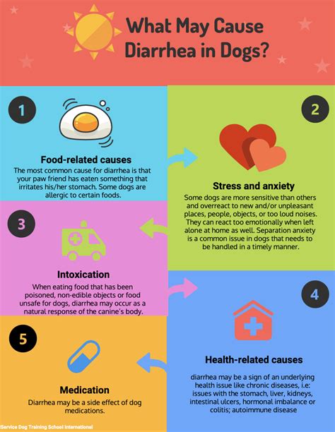 My Dog Has Diarrhea And Acts Normally What Should You Do