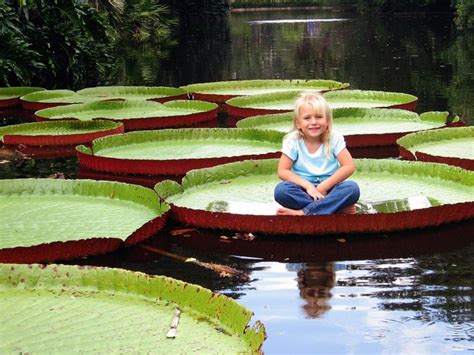 Giant Waterlily Victoria Amazonica Incredibly Huge Leaves Giant