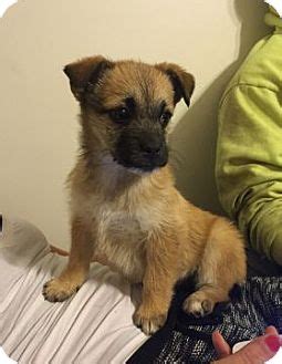 Jack's is a british discount supermarket chain based in welwyn garden city, hertfordshire, owned by tesco. Columbus, OH - Border Terrier/Shih Tzu Mix. Meet Lizzie a ...