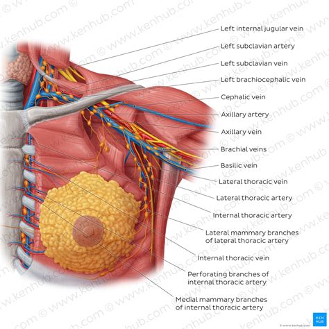 Female Breast Anatomy Blood Supply Mammary Glands Anatomystuff Hot