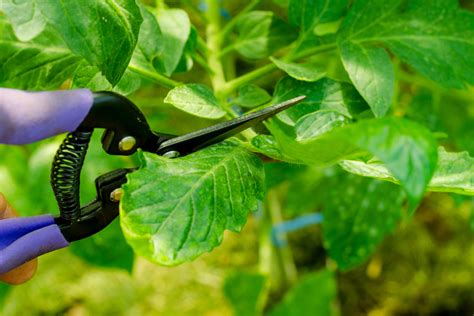 How To Prune Tomato Plants And Why Its The Secret To A
