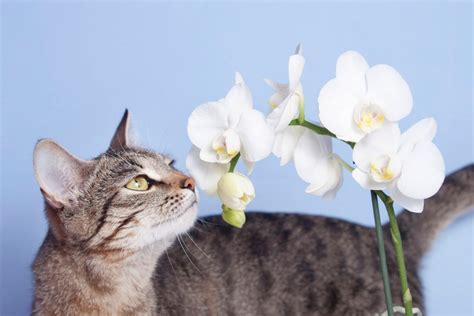 Plants that are considered safe: Are Orchids Poisonous To Cats, Experts Say No - OrchidRepublic