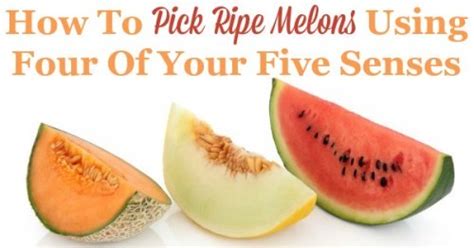 How To Pick Ripe Melons Using Four Of Your Five Senses