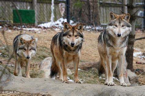 Wolf Woods Cincinnati Zoo And Botanical Garden