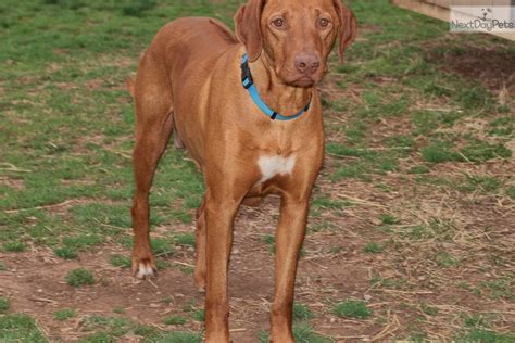 Mason Rhodesian Ridgeback Puppy For Sale Near Southeast Ks Kansas