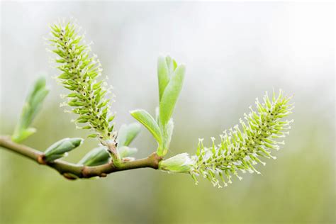 Willow Catkins Salix Sp Photograph By Gustoimagesscience Photo