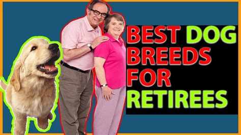 Beagle is also known as low maintenance dogs that don't shed. Best Dogs for Seniors Retirees Senior Citizens - 9 Dogs ...