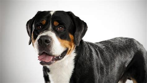 Swiss Mountain Dog Breed Information Health Appearance