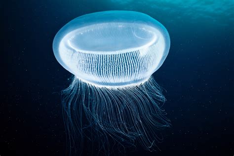 Hydrozoan Jellyfish Aequorea Sp Crystal Jellyfish 2 Zooastro