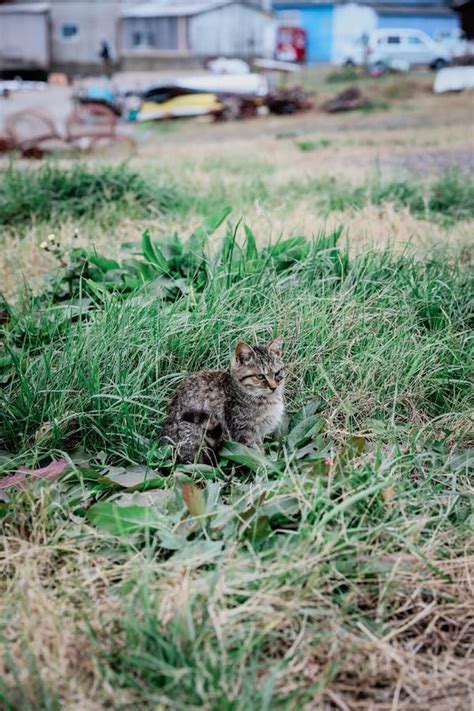 Stray Cats In Ainoshima Island Known As Cat Heaven Island Kyushu