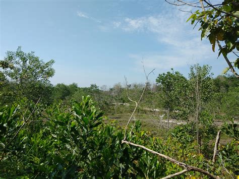 Maybe you would like to learn more about one of these? TANAH PERTANIAN KAMPUNG PANDAN KUANTAN | Ejen Hartanah ...