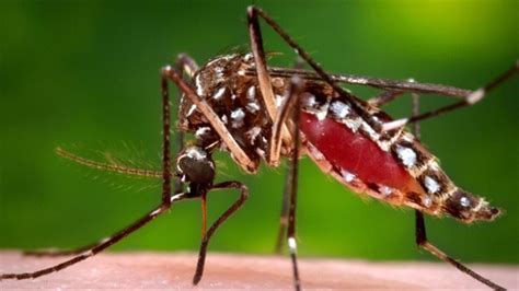 Les Moustiques Porteurs Du Virus Zika Bel Et Bien Installés Au Canada