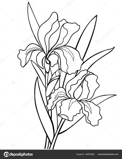 Iris Line Drawing At Explore Collection Of Iris