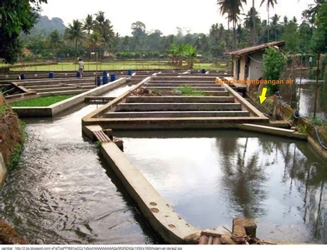 Tidak seperti jenis ikan arwana yang dipelihara dalam aquarium, ikan koi umumnya di pelihara dalam sebuah kolam. Wadah Budidaya Perikanan : Kolam Air Deras ~ AanBLOG