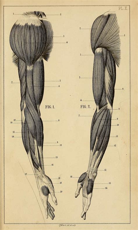 Manuel Danatomie Artistique By Jules Morel 1876 Anatomy For Artists