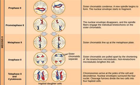 Stages Of Meiosis In Order With Pictures My Xxx Hot Girl