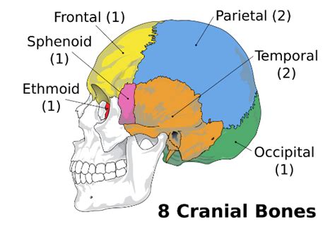 Cranium Is Made Up Of