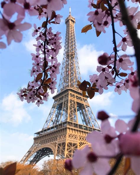 The Eiffel Tower Is Surrounded By Pink Flowers And Trees In Front Of It