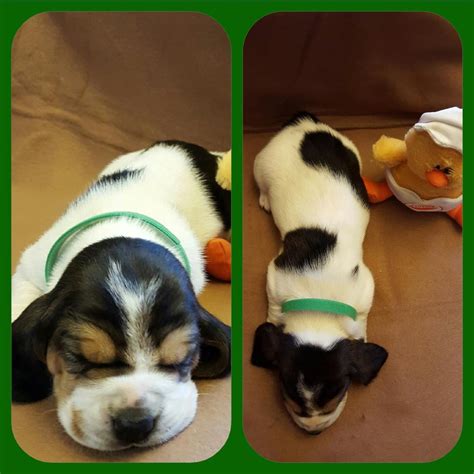 Basset hounds are endearing, charming scenthounds from france. Basset Hound Puppies For Sale | Bakersfield, CA #125313